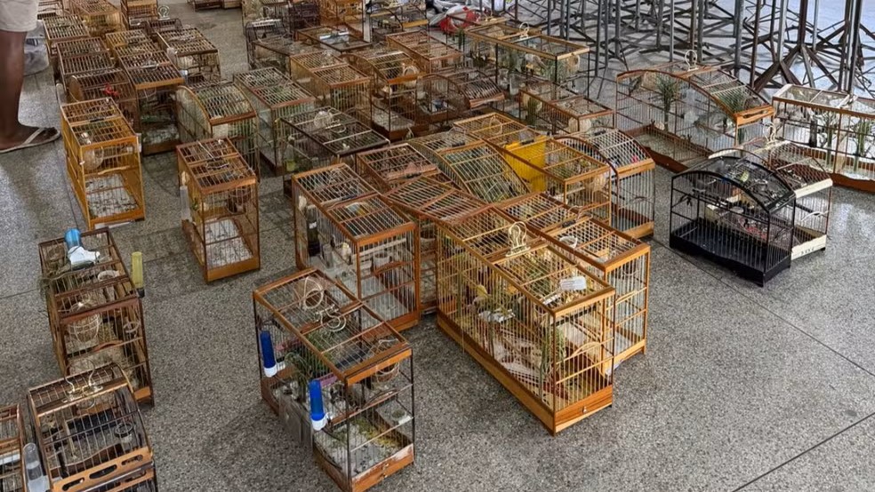 Torneio clandestino de pássaros termina com 95 aves apreendidas e 35 pessoas conduzidas em Salvador