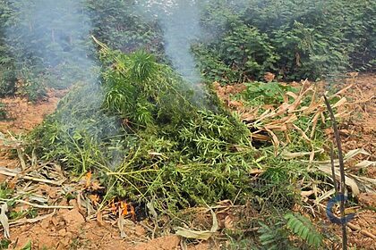 Pés de maconha incinerados