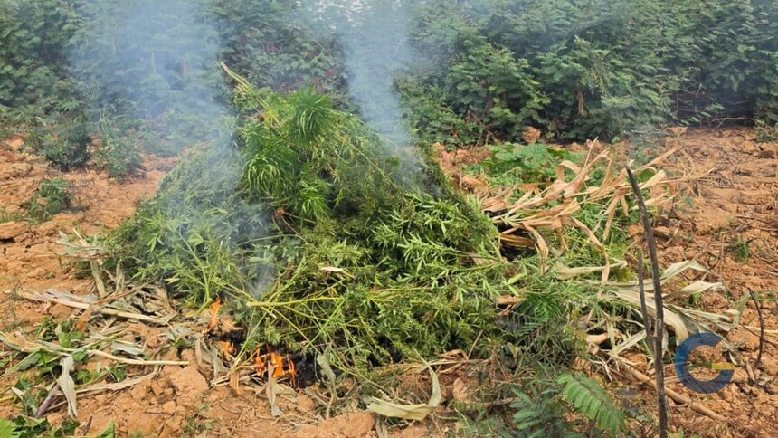 Pés de maconha incinerados