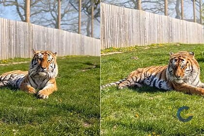 Tigre-siberiano do zoológico Parque de Vida Selvagem de Yorkshire
