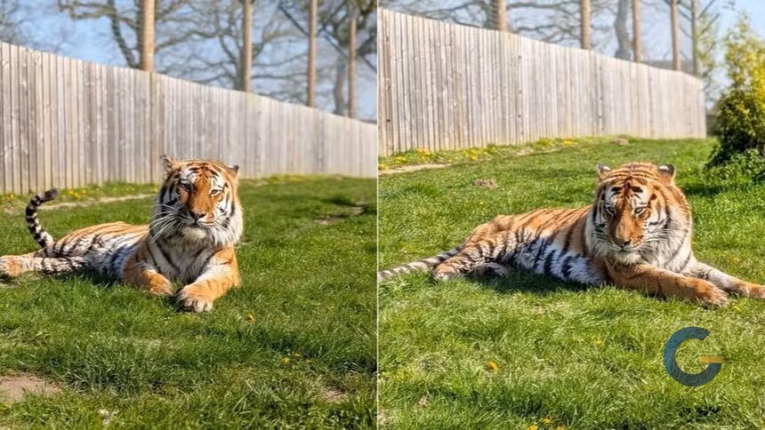 Tigre-siberiano do zoológico Parque de Vida Selvagem de Yorkshire